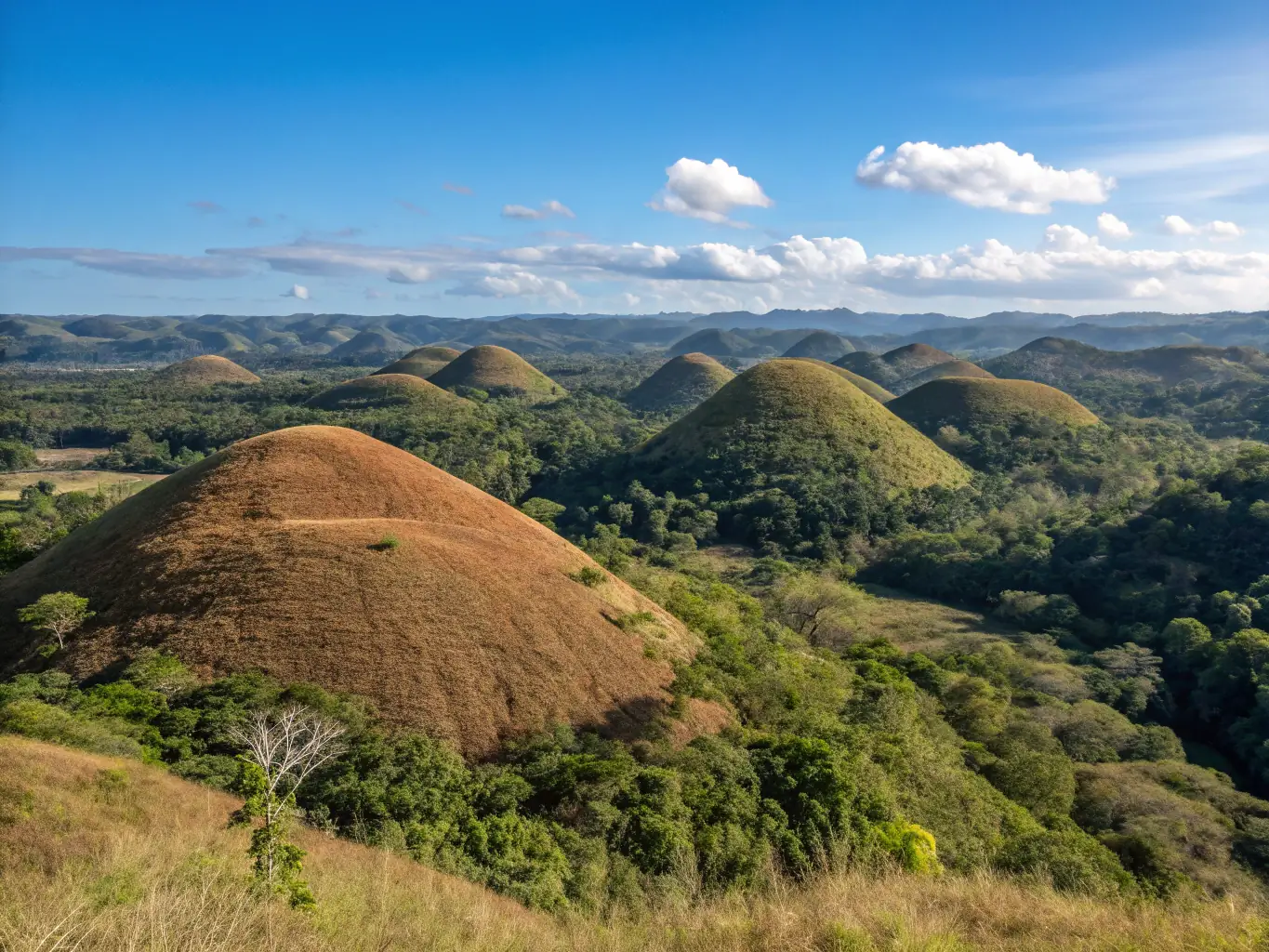 A vibrant photo of the Chocolate Hills in Bohol during the dry season, with the hills turning a rich brown color. This image captures the unique geological formation and the scenic beauty of Bohol.